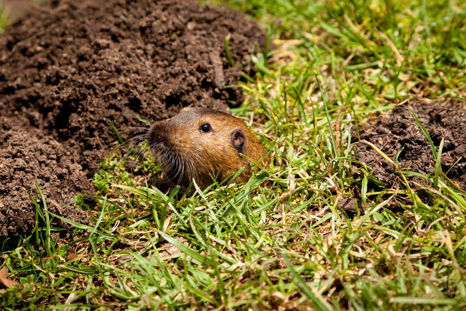 Gopher Peaking Out of Hole