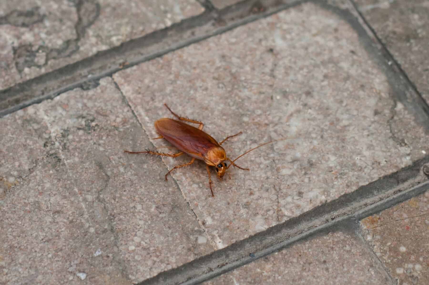 cockroach close up