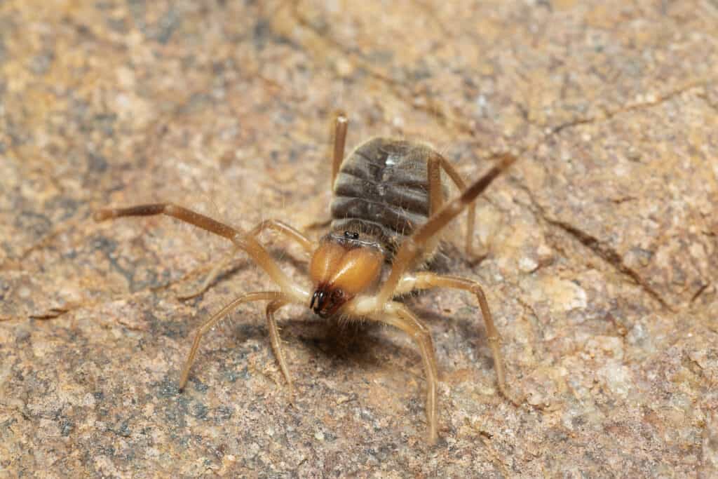 Solifuge or camel spider, Panna, Madhya Pradesh, India