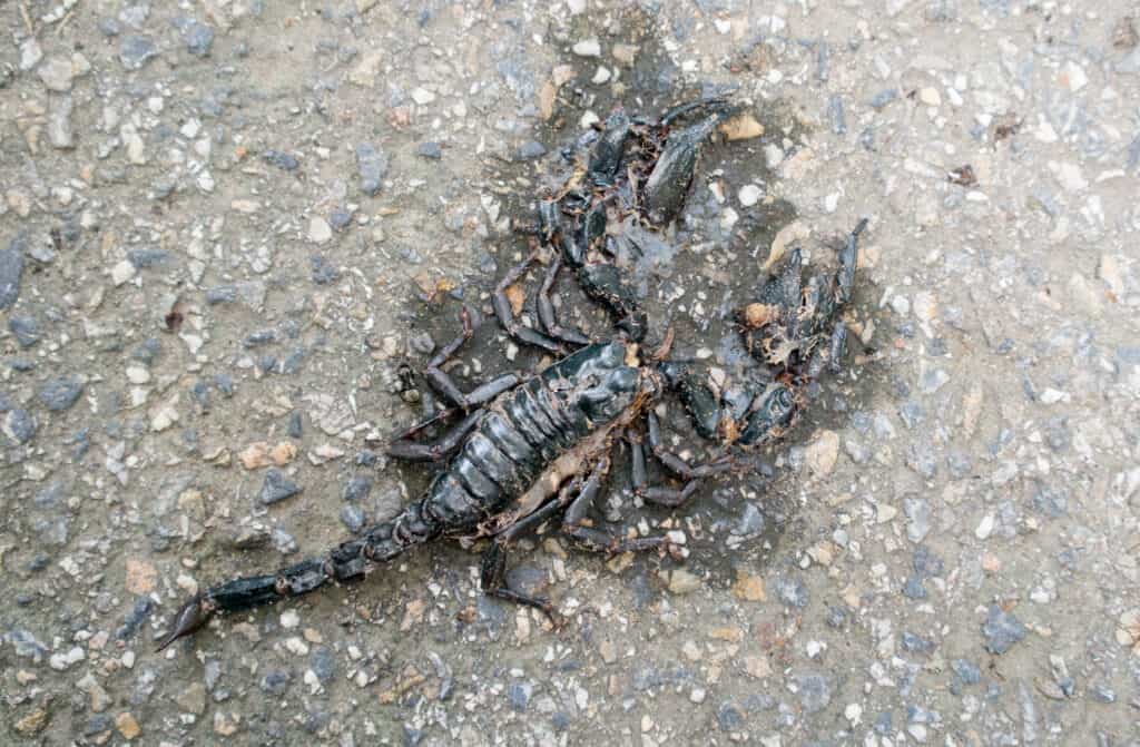 Asian giant forest scorpion was hit by a car on the road