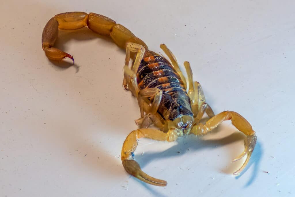 Close Up View of Bark Scorpion On White Surface