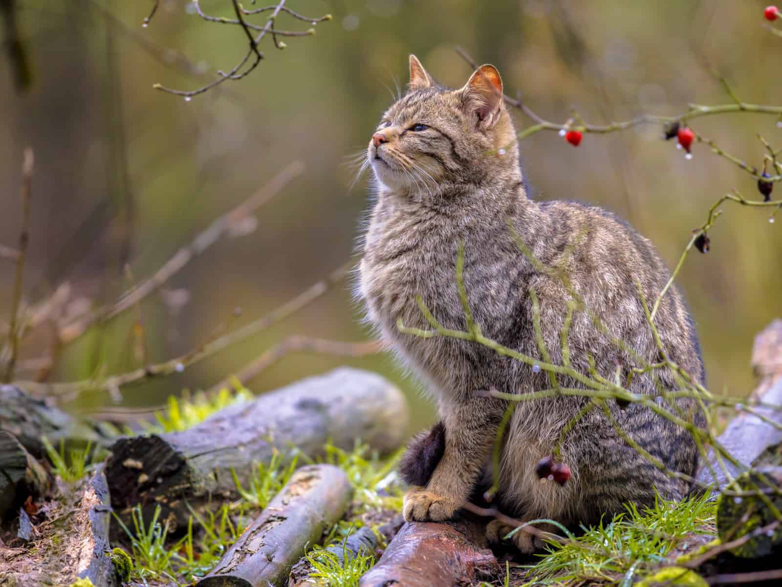 European wild cat  (Felis silvestris) looking sweet in the forest from the bushes on a rainy day