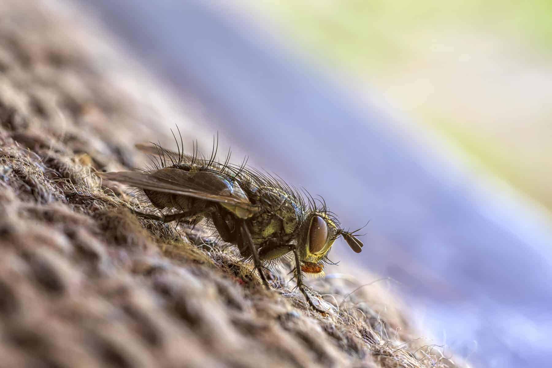 Extreme Closeup of a Fly