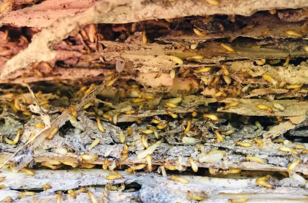 Subterranean termites infesting house