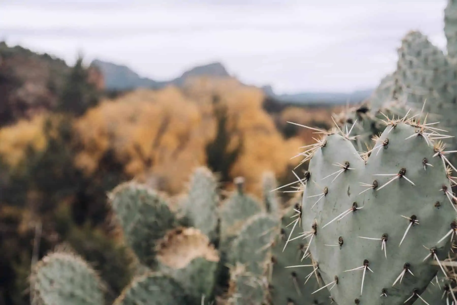 cactus arizona pest control