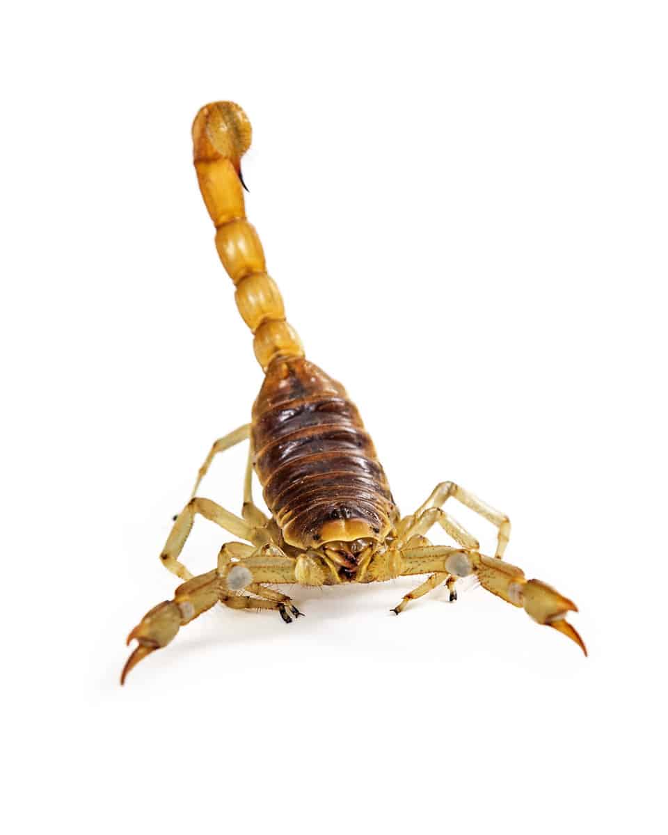 Front View of a Hadrurus arizonensis, commonly known as Giant Desert Hairy Scorpion