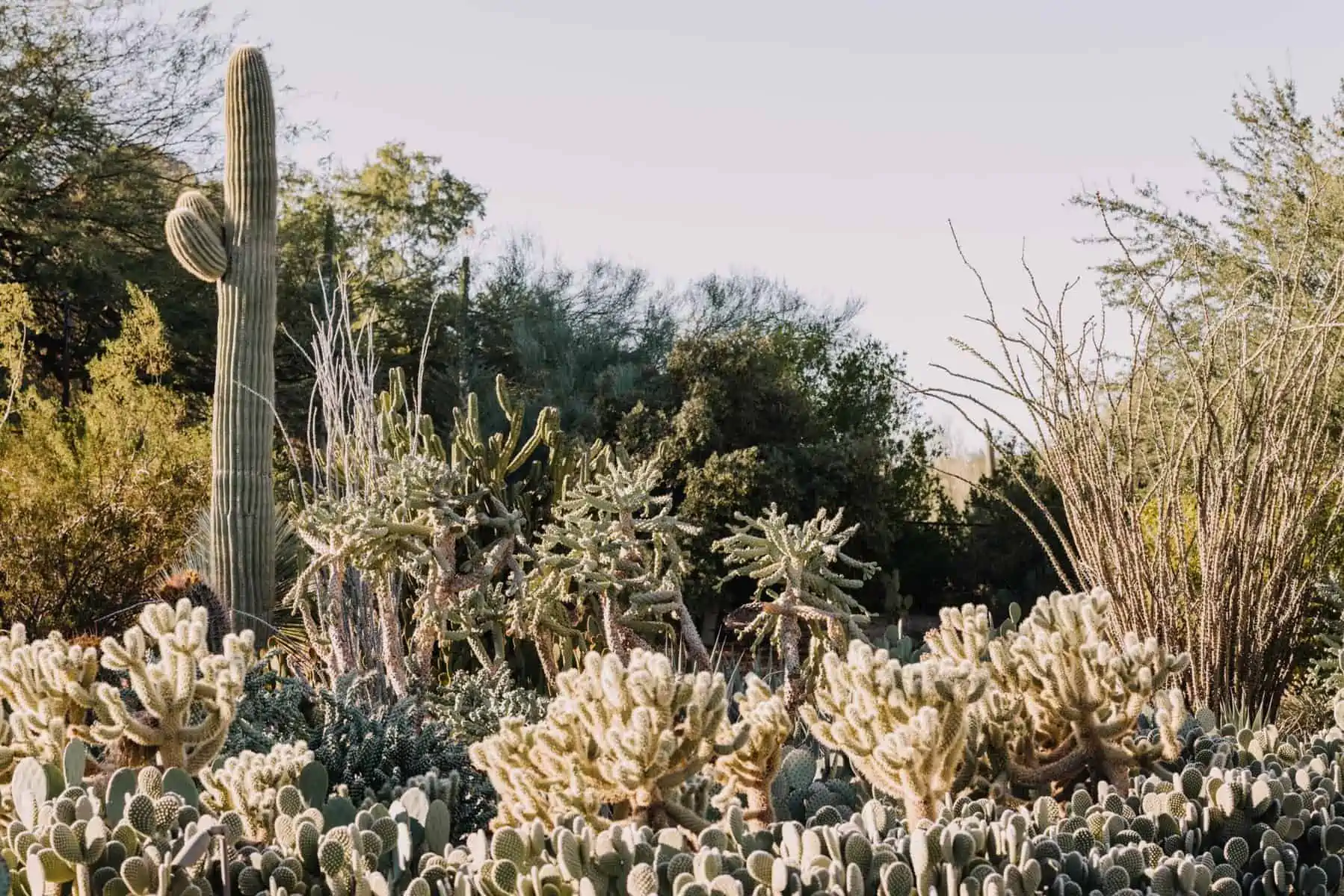 Paradise Valley cacti