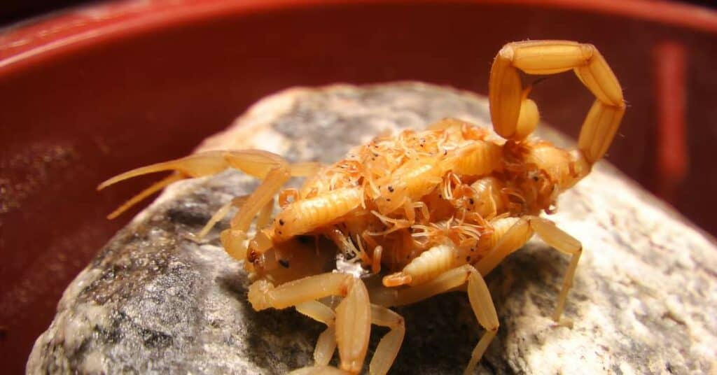 A closeup of Arizona bark scorpion on a rock with babies, blurred background