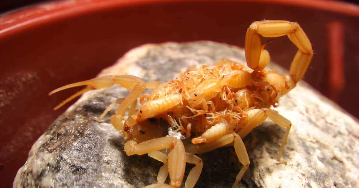 A closeup of Arizona bark scorpion on a rock with babies, blurred background