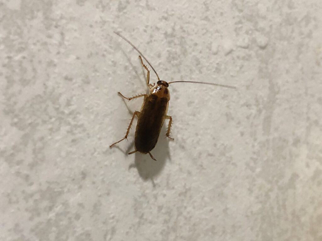german-cockroaches-run-in-the-bathroom-2022-11-10-09-26-34-utc