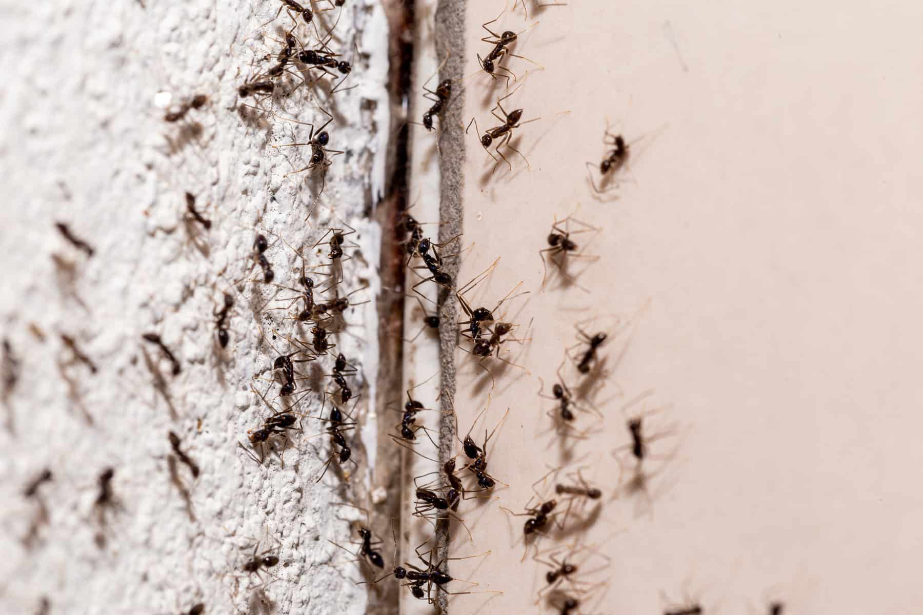 bugs on the wall, coming out through crack in the wall, sweet ant infestation indoors