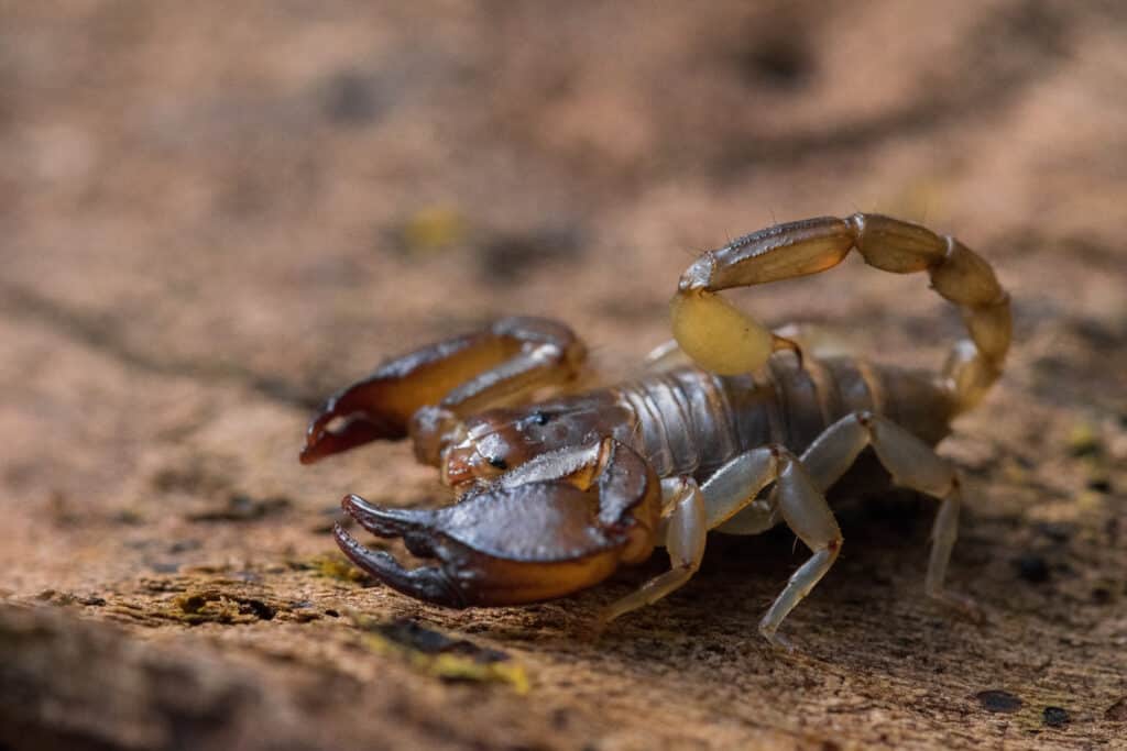The Maltese scorpion, Euscorpius sicanus, hunting for prey on a tree bark. Only scorpion species found in Malta, not dangerous.