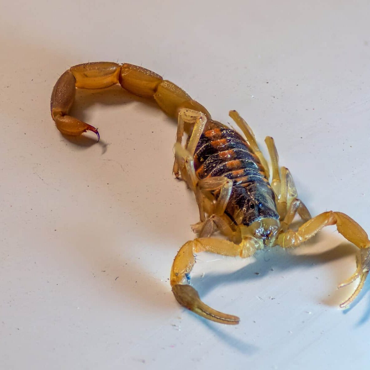 Close Up View of Bark Scorpion On White Surface